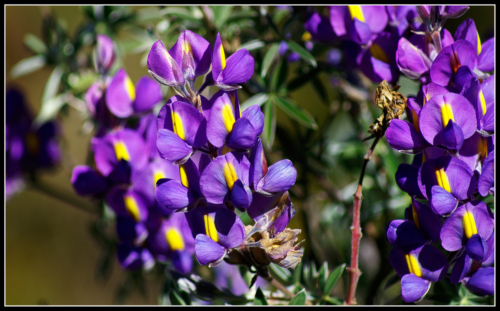 opt-kvtina-a-umn 13772281225 o